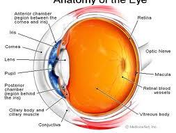 Szem irritáció/korrózió ALTERNATÍV módszerek súlyos szemkárosodító hatás felderítésére OECD-TG-437 Bovine Corneal Opacity and Permeability Test (BCOP) Rövidtávú túlélő