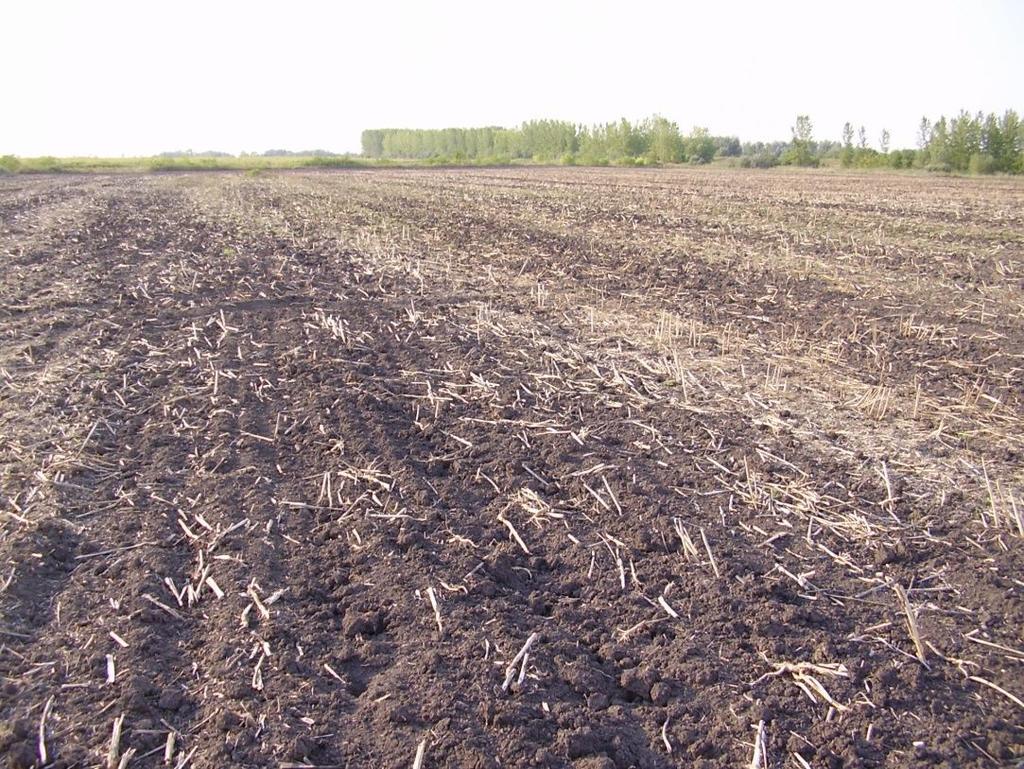 talajművelési kísérlet mulcs kezelésében, 2008.