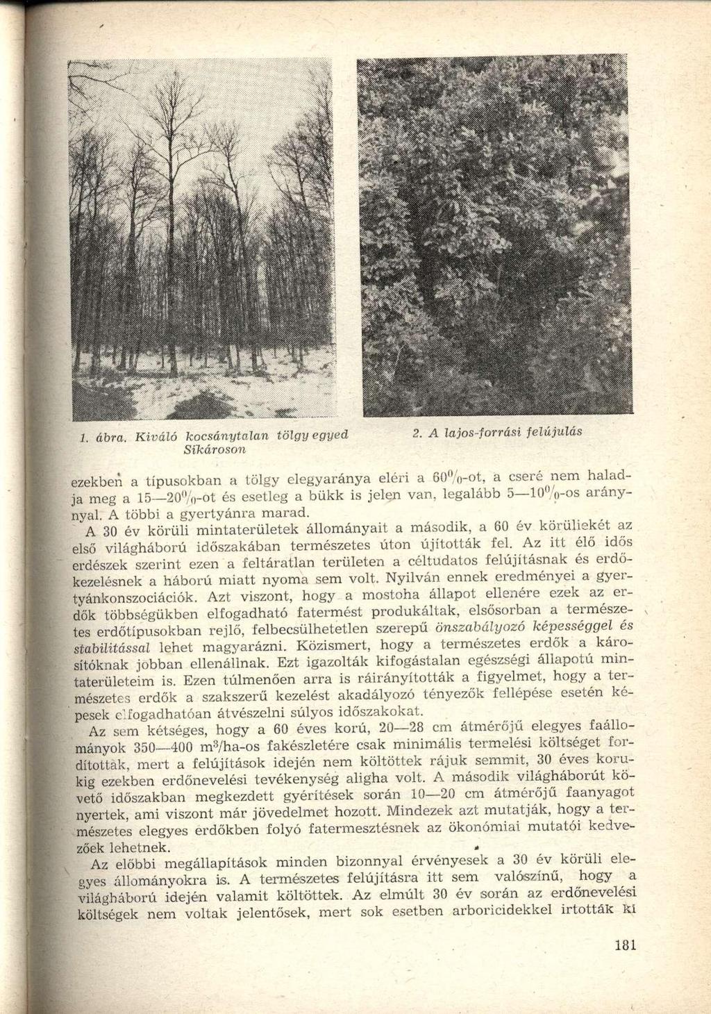 1. ábra. Kiváló kocsánytalan tölgy egyed Sikároson 2.