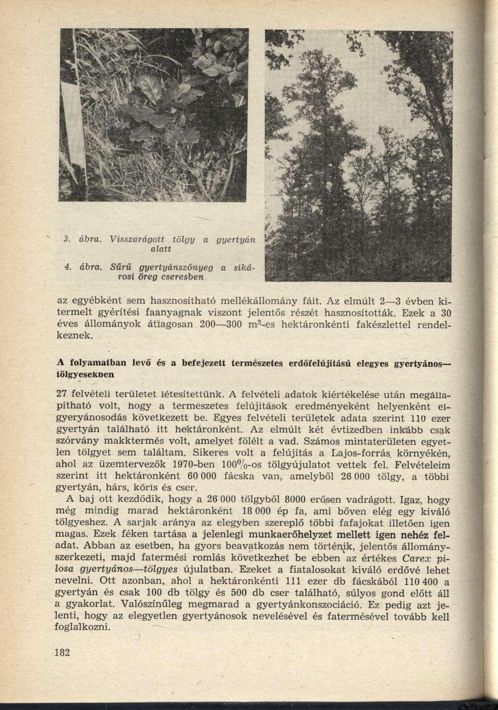 3. ábra. Visszarágott tölgy a gyertyán alatt 4. ábra. Sűrű gyertyánszőnyeg a sikárosi öreg cseresben az egyébként sem hasznosítható mellékállomány fáit.