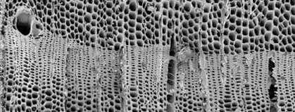 kalcium-karbonát (~10%) makroporózus szerkezet Növényi eredetű bioszén