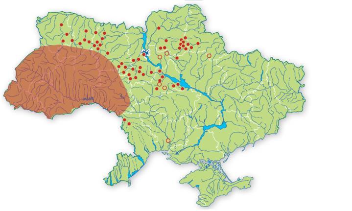 Nedves erdőben is találkozunk vele, ez egy jellemzően erdei faj (DAVIS, 2016). A félárnyékos területeket kedveli, nagyon árnyékos helyen viszont elpusztul.