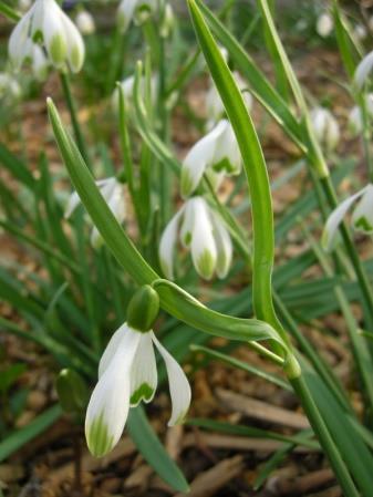 ДІДУХ, 2009). 1.6. Galanthus nivalis scharlockii jellemzése A Galanthus nivalis egyik fajtája a Galanthus scharlockii.