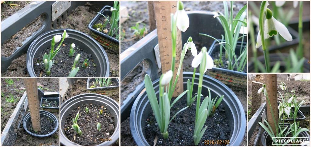 A Galanthus nivalis vegetációs kezdete 2015/16-ban november 23.-án volt, 2016/17-ben kicsit később december 12.-én, ekkor a hőmérséklet alacsonyabb volt.