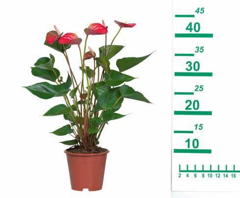 Növény mérete cseréppel együtt: 40 cm Cserép átmérője: 12 cm Piros /