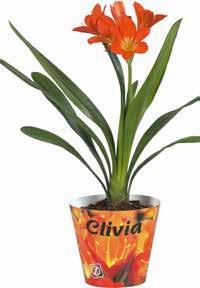 kevésbé vízigényes kevésbé fényigényes CLIVIA* Növény mérete cseréppel