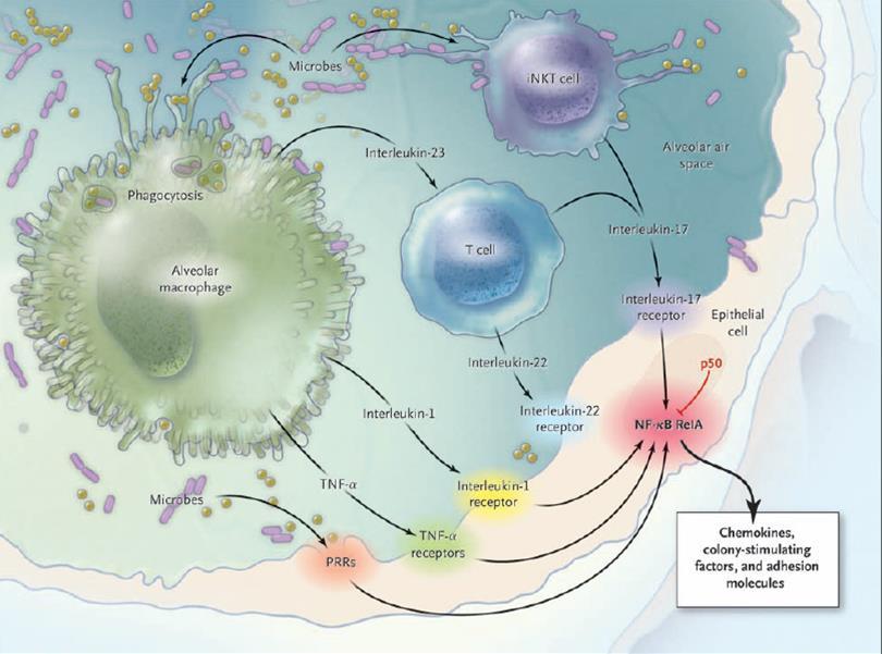 Az immunválasz Súlyosság ~ immunreakció sejtes immunválasz cytokin termelés Humorális immunitás rövid életű gyakori reinfekció
