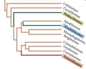 Madárének evolúciója Kiáltások, énekek (nem-tanult, tanult) Tanult ének