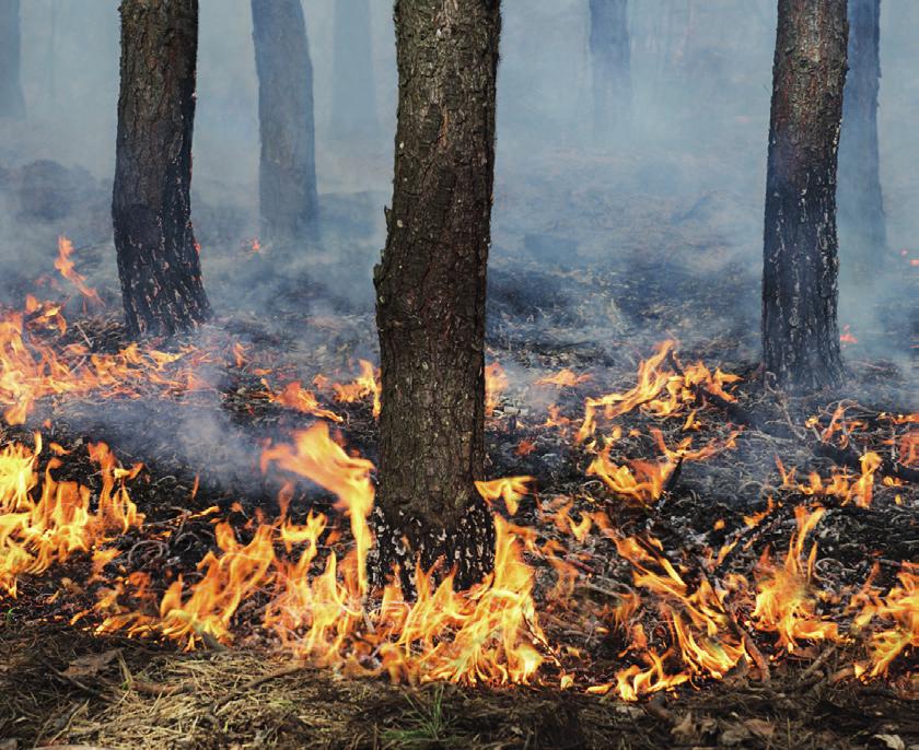 Tűzvédelem és tűzoltás 6. Miért rendelnek el nyáron tűzgyújtási tilalmat? A tűz hasznos segítőtársa az embernek. A téli hidegben meleget ad, sütünk, főzünk, esetleg világítunk vele.
