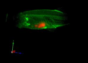 a fluorescens festéket