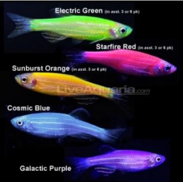 Genetikai manipulációk eredményeként egy fluoreszkáló fajtát