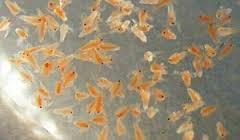 anyaggal és vitaminnal kiegészítve alkalmanként kiegészítő csemegeként tubifexet,