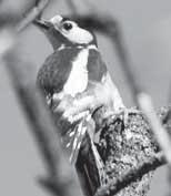 naše poklady Foto: Autor Ďateľ veľký (Dendrocopos major) Vidieť ďatľa pri práci nie je až taký zázrak, dá sa s ním stretnúť aj v záhrade. Má asi cm, rozpätie krídel 0 cm a váži 80 g.