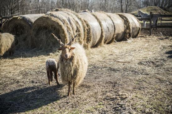 birkától idegenkednek. "Amikor legutóbb elvittük nyíratni a bárányainkat, arra lettünk figyelmesek, hogy a többi birkának van egyfajta bamba birkanézése.