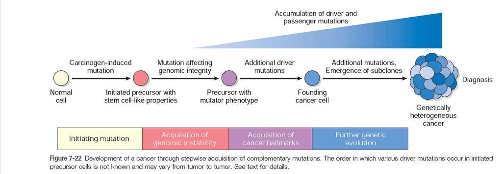 Többlépéses carcinogenezis MIÉRT TUD FOLYAMATOSA NÖVEKEDNI A TUMOR? Növekedési szignálok biztosítása: a tumorok külső szignálok nélkül is képesek proliferálni.