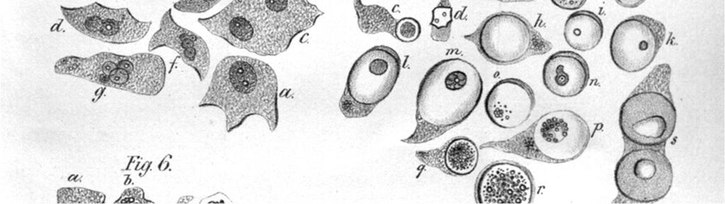 Carcinoma: általában a malignus tumorokra használt összefoglaló kifejezés, eredete a rák szóból ered.