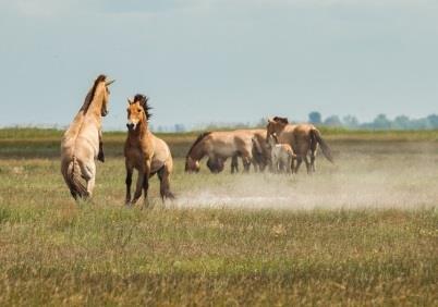 Kiskunsági Nemzeti Park Igazgatóság április 8. Kunszentmiklós Bösztörpuszta Túzokünnep Bösztörpusztán május 13. Kolon-tó ( Izsák) Fülemülék éjszakája június 9. július 2. szeptember 16. november 10-11.