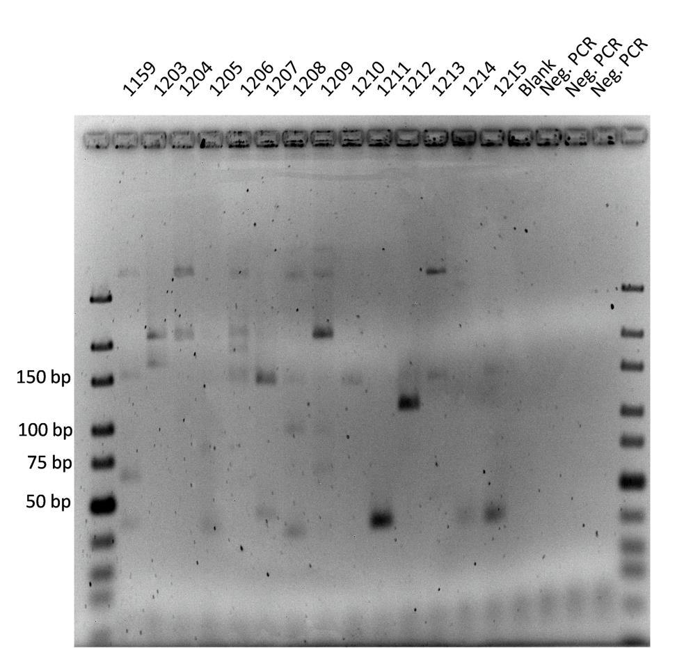 25. ábra: A Mycobacterium specifikus IS6110 szekvenciát (ID 1212) bemutató gél fényképe. (Inf. I, ID EURAC 1212). A baloldali ulna mintájából (ID 1212) sikerült a MTBC DNS azonosítása.
