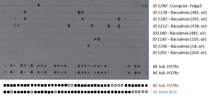 a vizsgálati módszer képes a spoligotyping mintázatuk alapján megkülönböztetni a Mycobacterium törzseket.