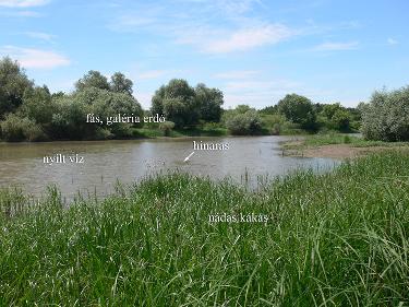 4-2.ábra: Megfelelı parti zonációjú szakasz (Tiszadobi Holt-Tisza) A Víz Keretirányelv csak a vízben élı lágyszárú növényzet összetételének és mennyiségének felmérését és értékelését írja elı,