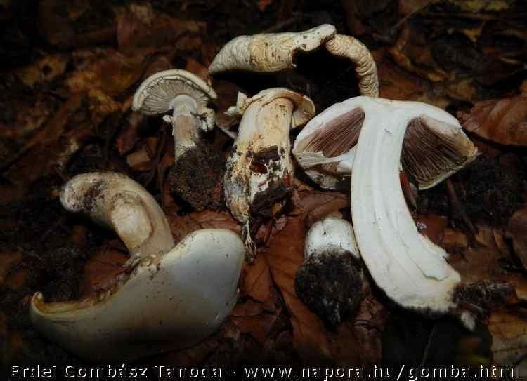 Meglátásom szerint az általam megfigyelt faj (fajok?) az Agaricus altipes, az Agaricus chionodermus és az Agaricus cappellii komplexbe tartozik (az A.