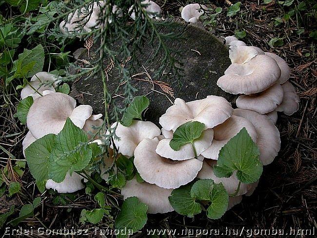 Innen már, Dr. Papp Viktor genetikai vizsgálatának köszönhetően célegyenesbe kerültünk és a rejtélyes, melegkedvelő gombáról kiderült, hogy a Pleurotus floridanus faj. Köszönet Dr.