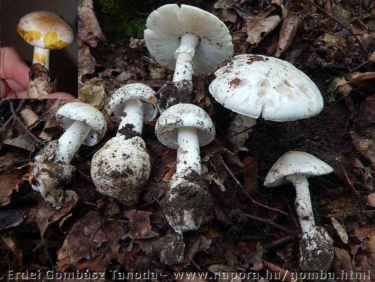 V. Amanita verna kontra Amanita verna var.