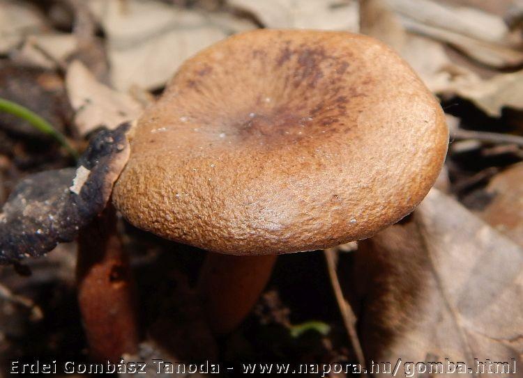 / A fotókon a Lactarius serifluus látható./ VII.