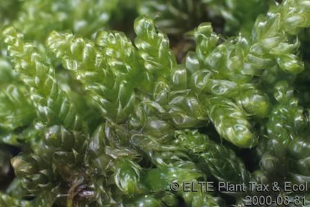 2 0 1 2 3 4 5 6 korhadási fázis Hypnum
