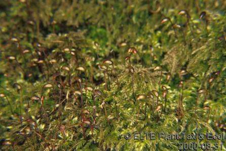 Brachythecium velutinum 1 0.8 0.6 0.4 0.