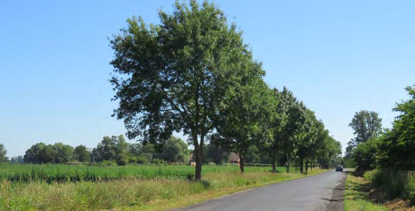 Ezek közül Nagycsákány és Rábadoroszló ma is a lakóterület része, az érdekes nevű Magyarbükksből már csak régészeti emlékek nyomozhatók.