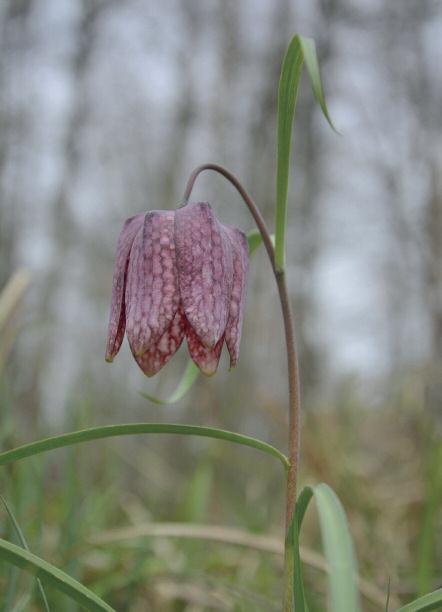 (Gentiana pneumonanthe) 4. ábra.