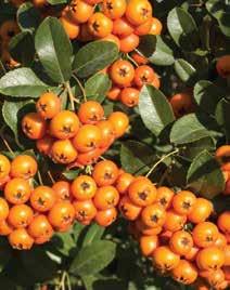 Pyracantha, Ft/db, 2 l-es