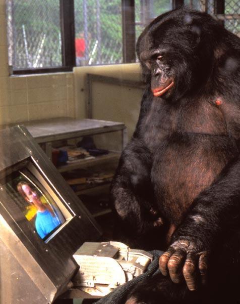 Szociabilitás/kommunikáció szerepe csimpánz Gua és bonobó Kanzi Gua (Kellogg és Kellogg, 1933) - gyermekükkel együtt nevelve -viszonylag kevés megértett szó Kanzi 2 éves
