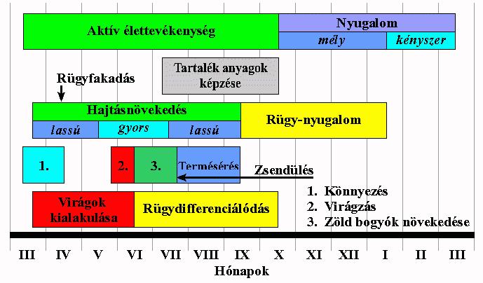 A szőlő életszakaszai tőkekialakítás szakasza fkzódó termőképesség szakasza kiegyenlített termések szakasza öregkri szakasz A szőlő évi bilógiai ciklusa A szőlő termesztéstechnlógiája