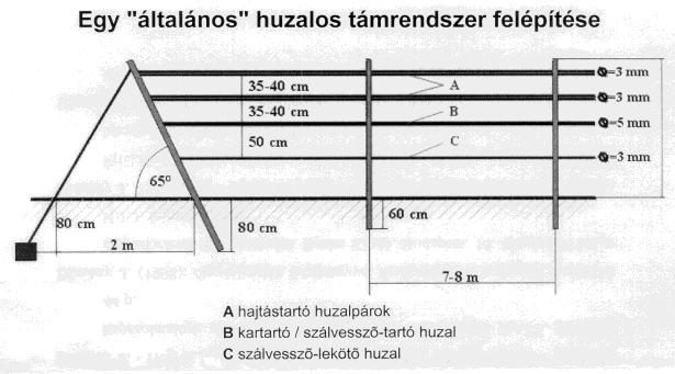 A szőlő telepítési anyag megválasztása Sima alanyvessző Gyökeres alanyvessző Sima európai vessző Gyökeres európai vessző Ládás (sima) ltvány Gyökeres ltvány szabad gyökérrel Tenyészedényes