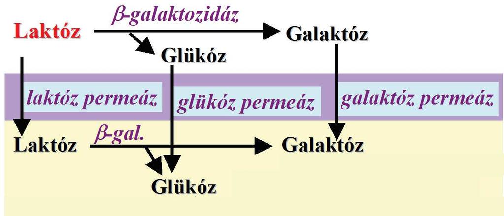 EREDMÉNYEK ÉS ÉRTÉKELÉSÜK A természetben csak elvétve fordulnak elő azonnal hasznosítható mono- vagy diszacharidok, így a mikroorganizmusok, köztük a tipikusan növénypatogén illetve szaprofita gombák
