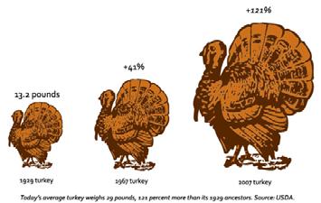 átlagos pulyka testtömege 13 kg, 121% kal