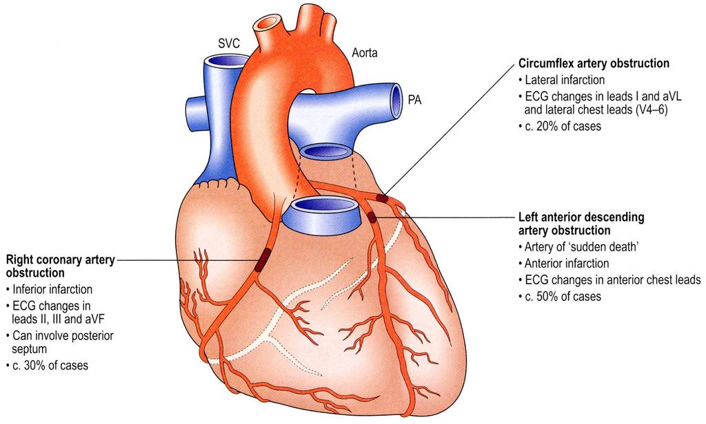 Wáberer Kardiológia Centrum | Szívbetegségek és vizsgálataik - Wáberer Kardiológia Centrum