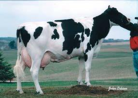 Másik Man-O-Man fiunk a szintén közismert donor-családból, a holland Rabur tehéncsaládból ismert. A bika genetikailag előrejelzett termelése mind tejmennyiségben, mind beltartalomban igen.