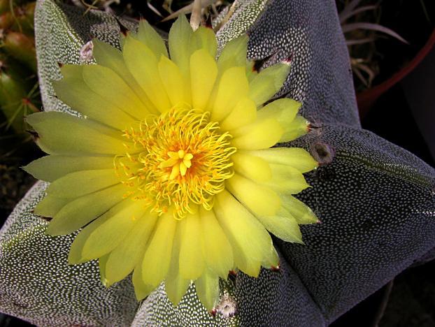 13 Astrophytum myriostigma. Pyrrhocactus paucicostatus K 333.