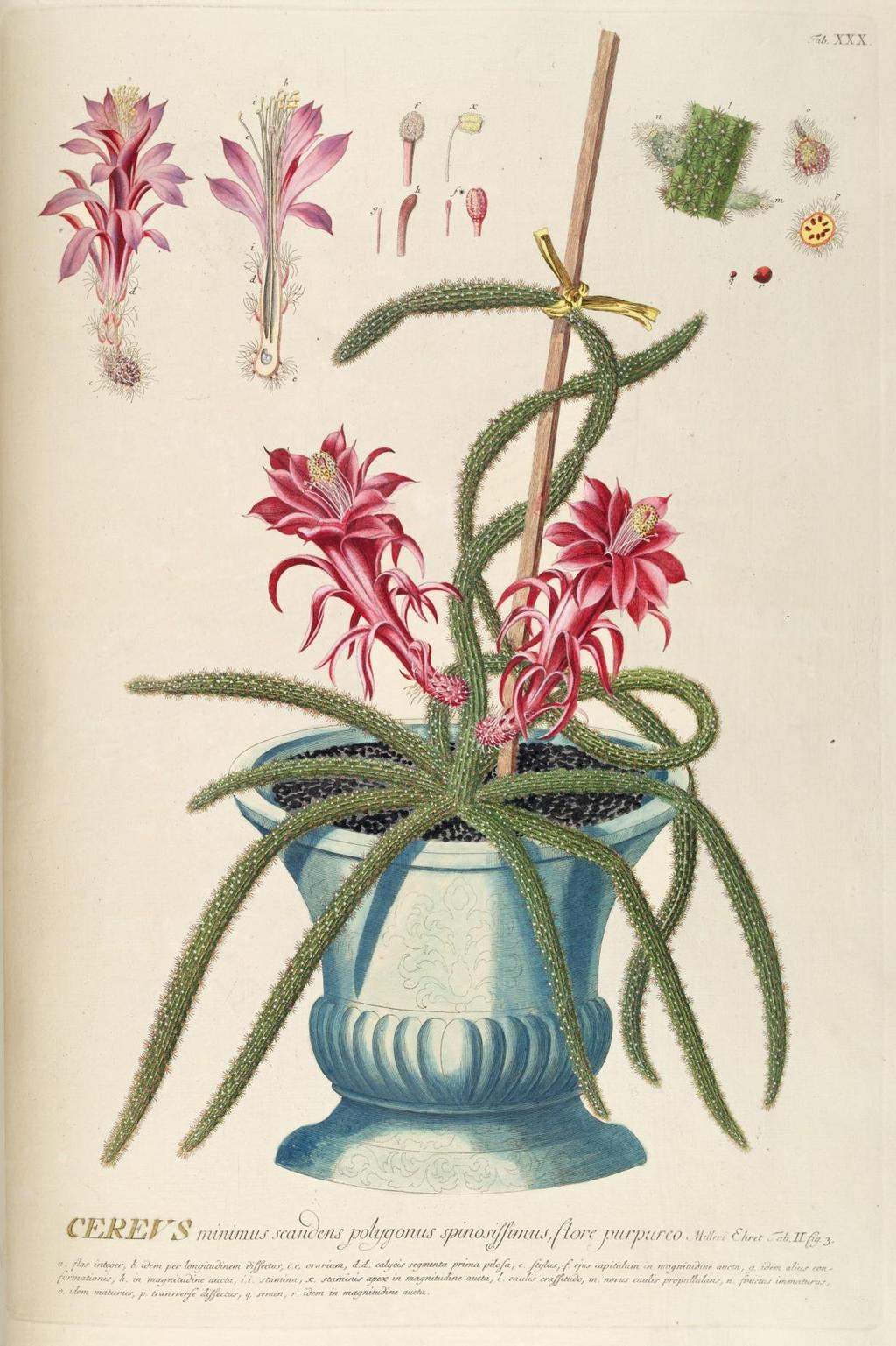22 2. Cactus flagelliformis (=Disocactus flagelliformis) egyik első ábrázolása