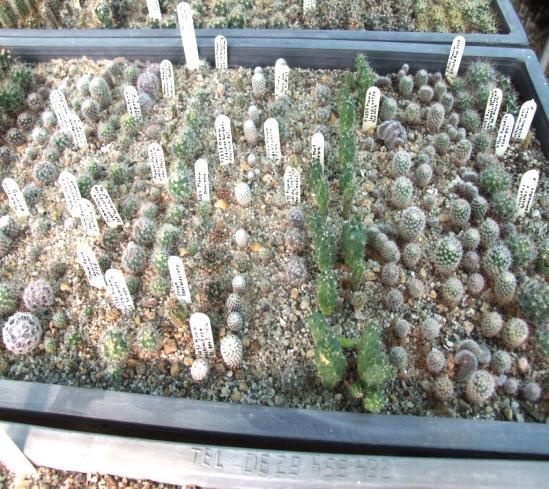 A hirtelen erősebb felmelegedést, amely ilyenkor 10-15 C is lehet, gyors lehűlés követheti.