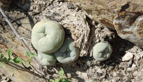 jelentőséget tulajdonítottak az indiók az adott növénynek, vagyis mennyire őrizték annak titkát. 2. Lophophora diffusa élőhelyén. Mexikó, Pena Miller, Queretaro. Kép: Tóth Norbet.