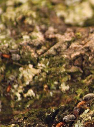 În partea sud-vestică a Sălajului, modul de utilizare tradițională a resurselor naturale este încă viu și asigură supraviețuirea numeroaselor valori naturale care, spre vest, au ajuns să fie