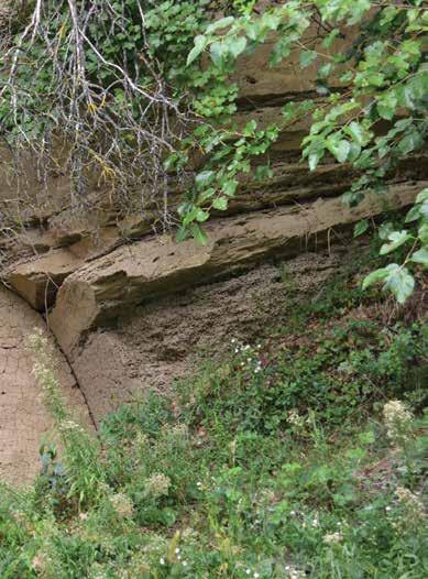 During the palynological investigations significant amounts of cereals and trampled weed pollen turned up, these testify about the intensive utilization of the arable land over the various historical