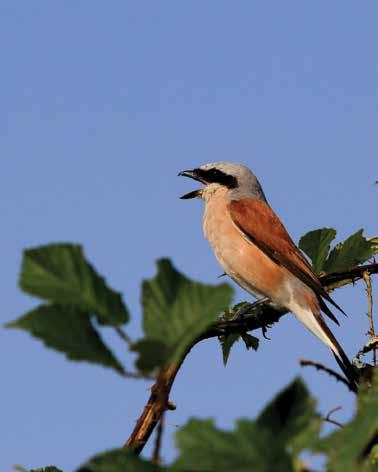 Despite economic challenges, in the south-western corner of Sălaj County traditional land management techniques still persist, and due to this the region provides home for species and habitats that