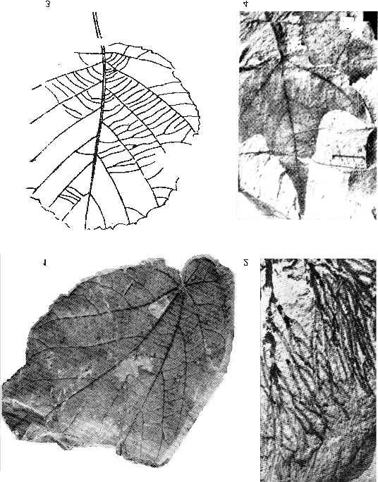 Földtani Közlöny 145/1 (2015) 51 Plate I I. tábla Swamp forest plant debris collected from borehole No F. 1.7.01 (depth=354.7 m), Târşolţ-W Resturi de floră colectate din forajul nr F. 1.7.01 (talpa=354,7 m), Târşolţ-W Mocsári erdő növénymaradványai a 354, 7 m-es F.