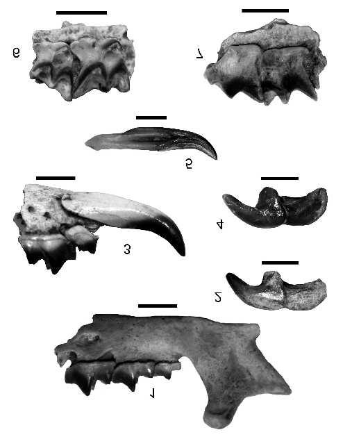 Földtani Közlöny 145/1 (2015) 83 I. tábla Plate I Beremendia fissidens, Somssich-hegy 2. lelőhely. Az aránymérték 2 mm-t jelöl. Beremendia fissidens from the Somssich Hill 2 locality.