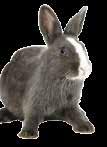00%; Nátrium (Na): 1,8%; Nyersfehérje: 0,1%; Nyersrost: 0,5%; Nyersolajok és -zsírok: 0,0%; Nyershamu: 7%; Lizin: 0,0%; Termékforma: